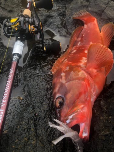 アカハタの釣果