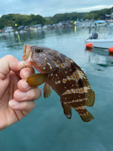 キジハタの釣果