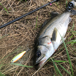 ちゅんちゅん丸の釣果