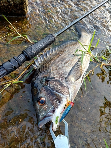 チヌの釣果