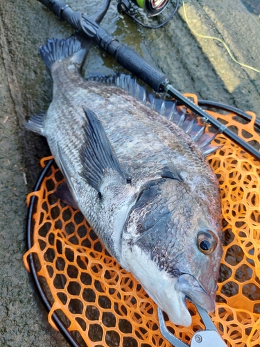 チヌの釣果