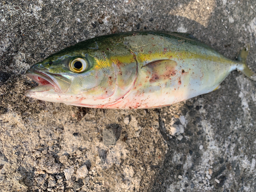 ワカシの釣果