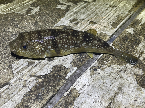 コモンフグの釣果