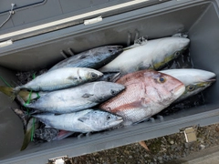 ハマチの釣果