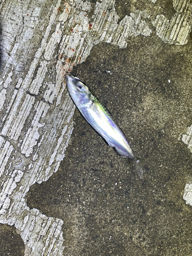 サバの釣果