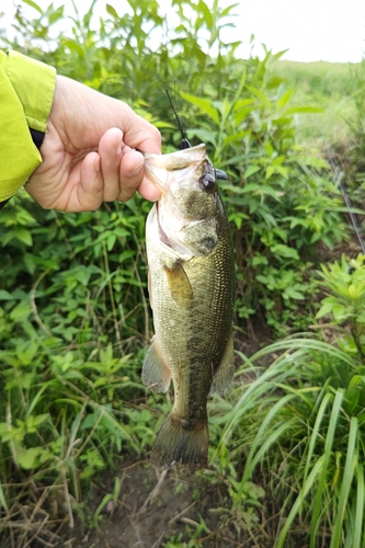 ラージマウスバスの釣果