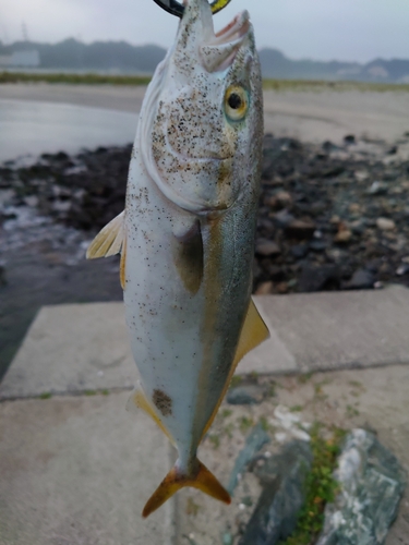 ワカシの釣果