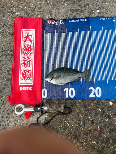 メジナの釣果