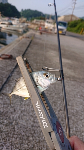 メッキの釣果