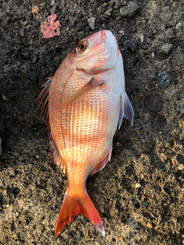 タイの釣果