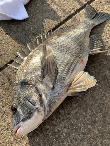 クロダイの釣果