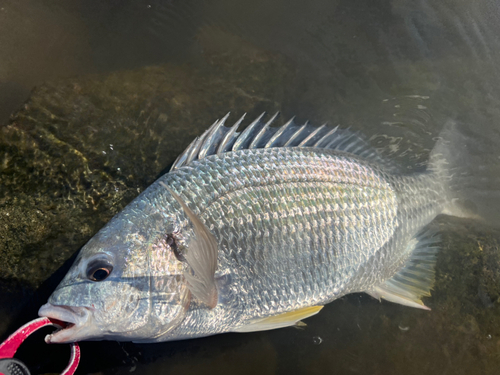 キビレの釣果