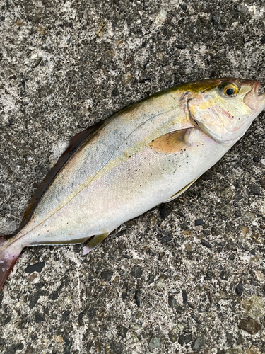 ショゴの釣果