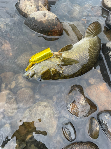 スモールマウスバスの釣果