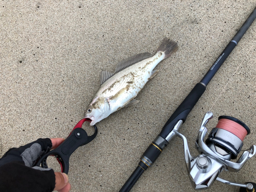 イシモチの釣果