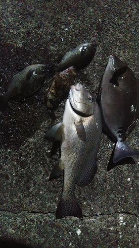 コロダイの釣果