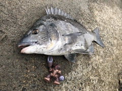 クロダイの釣果