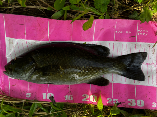 スモールマウスバスの釣果