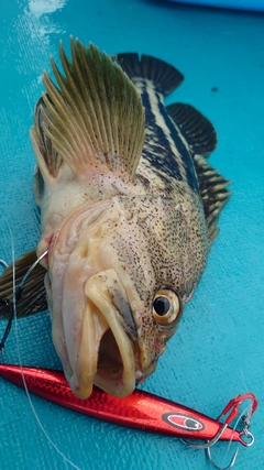 シマソイの釣果