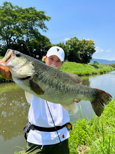 ラージマウスバスの釣果