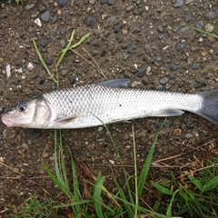 ニゴイの釣果