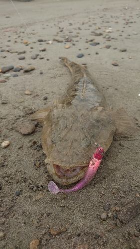 マゴチの釣果