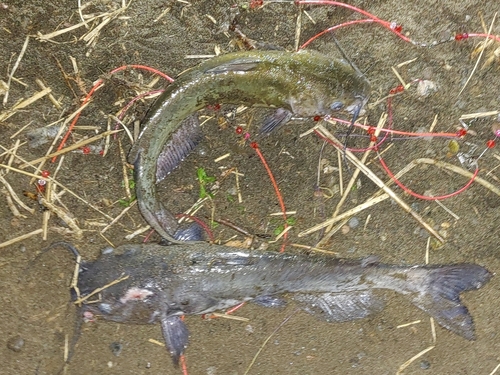 アメリカナマズの釣果