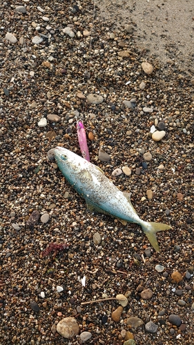 ワカシの釣果