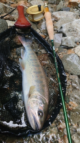 アマゴの釣果