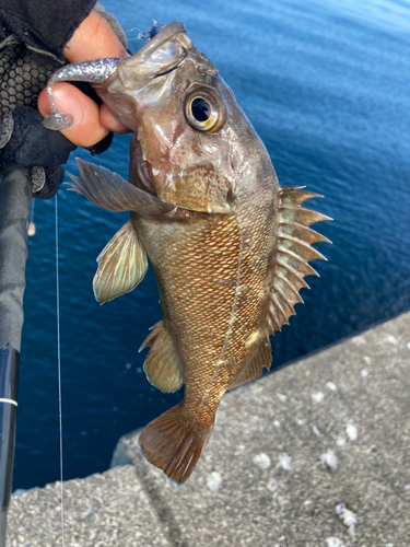 エゾメバルの釣果