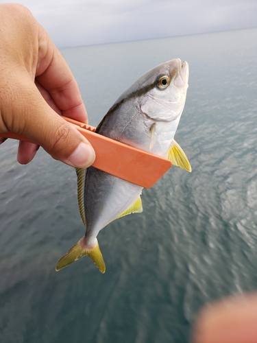 ショゴの釣果