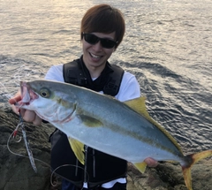 ヒラマサの釣果