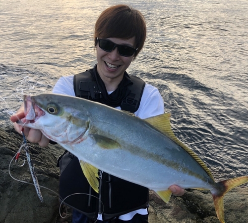 ヒラマサの釣果