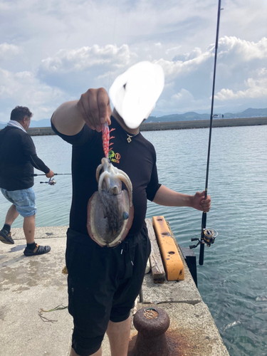 モンゴウイカの釣果