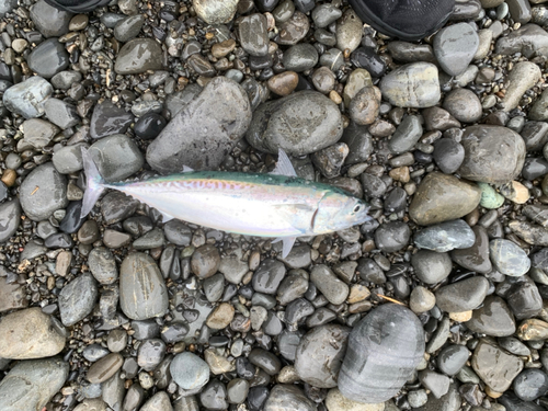 カツオの釣果