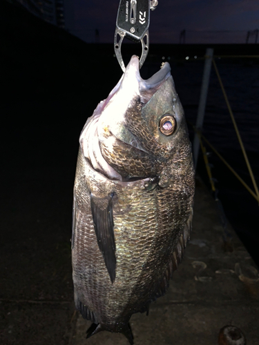 チヌの釣果