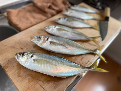 アジの釣果