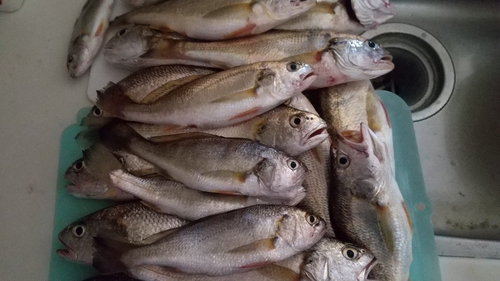 イシモチの釣果