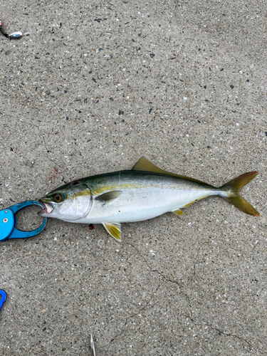 ヤズの釣果