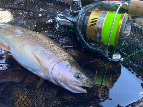 ニジマスの釣果