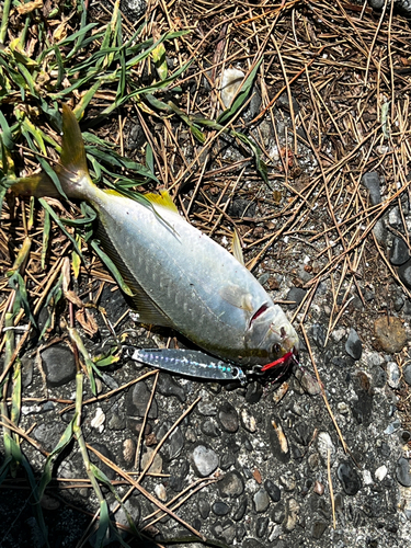 ショゴの釣果