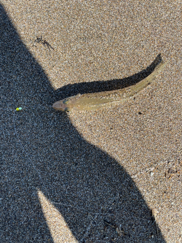 キスの釣果