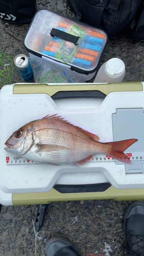 マダイの釣果