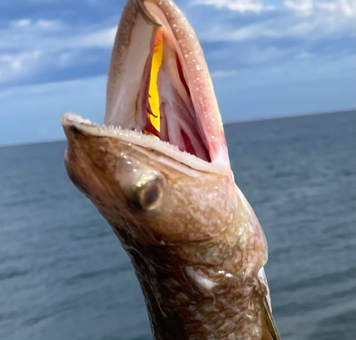 エソの釣果