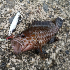 オオモンハタの釣果