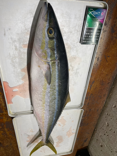 ツムブリの釣果