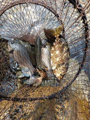 メジナの釣果