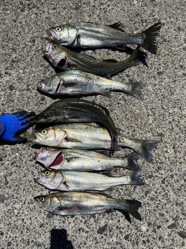 シーバスの釣果