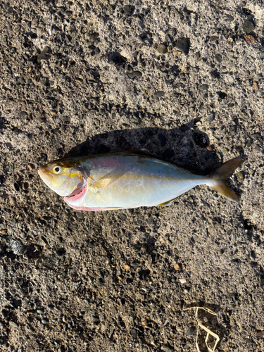 ショゴの釣果