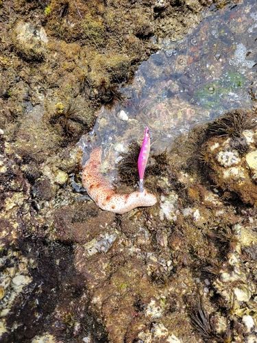 ナマコの釣果